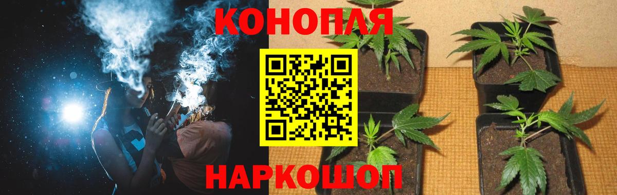 Конопля сатива Большой Камень